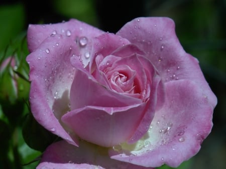 Rose - fresh, rain, rose, nature, floral, pink, petals, garden, after, flower