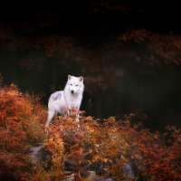 Autumn Wolf