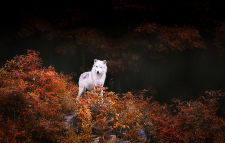 Autumn Wolf - wolf, fall, autumn, trees, white wolf