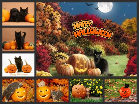 Halloween collage - collage, halloween, cats, animals