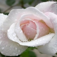 Pink and White Rose