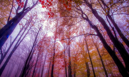 Seasonal Colors - fall, autumn, trees, sunlight, leaves