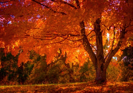 Autumn tree - beauty, autumn, forest, light, orange, tree, color