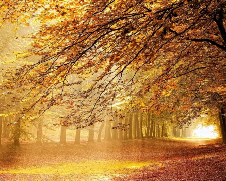 Sunlit gold - autumn, trees, sunlight, orange, gold