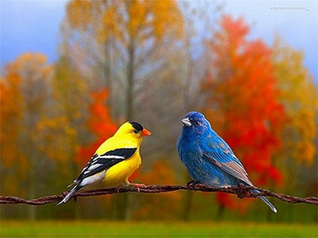 Autumn duet - autumn, trees, bluebird, colors, birds, finch