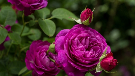 Roses - roses, flowers, purple, amazing