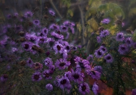 Flowers - flowers, wonderful, great, purple