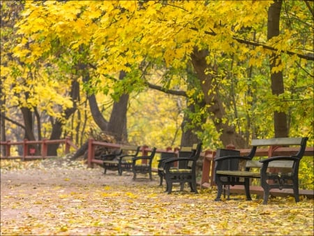 ✿⊱•╮╭•⊰✿ - fall, trees, park, autumn