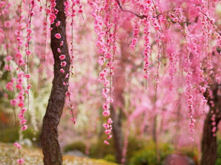 âœ¿âŠ±â€¢â•®â•­â€¢âŠ°âœ¿ - nature, trees, forest, flowers, flower