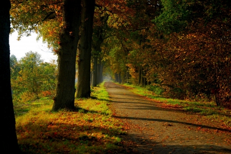 ✿⊱•╮╭•⊰✿ - trees, nature, autumn, road, park