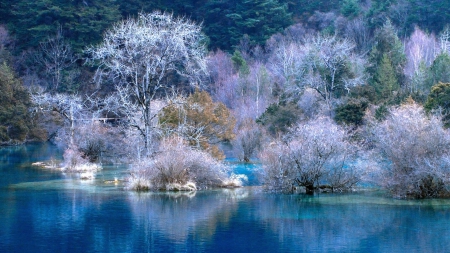 ✿⊱•╮╭•⊰✿ - trees, winter, nature, lake, forest