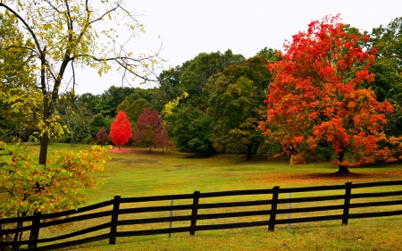 ✿⊱•╮╭•⊰✿ - field, trees, nature, park