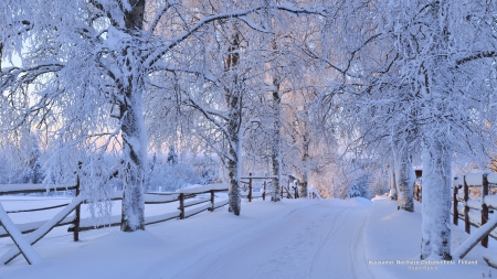 Winter Road - roads, trees, winter, nature, snow