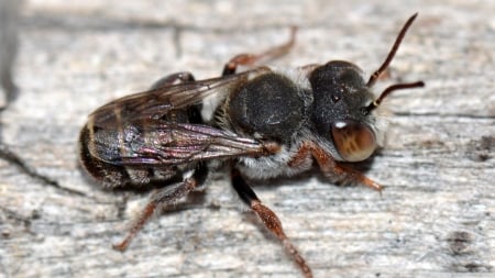 bee macro - bee, macro, insect, wood