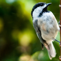 bird on a fence