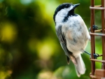 bird on a fence