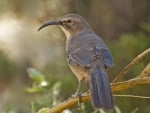 california thrasher bird