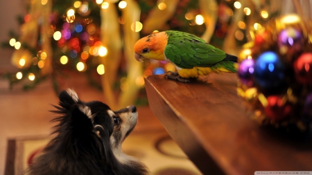 small talk - bird, parrot, tree, christmas, dog