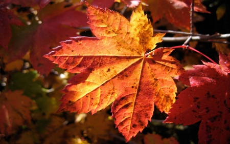 autumn effects - leaf, brown, autumn, golden