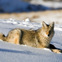arctic fox