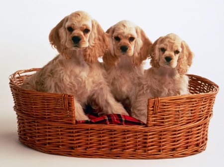 three dogs - canine, basket, blanket, dogs