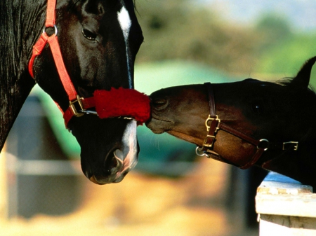 love is in the air - love, horse, red, bridle