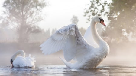 Swan Dance - white, swan, two, dance, beautiful