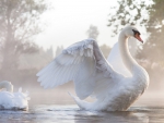 Swan Dance