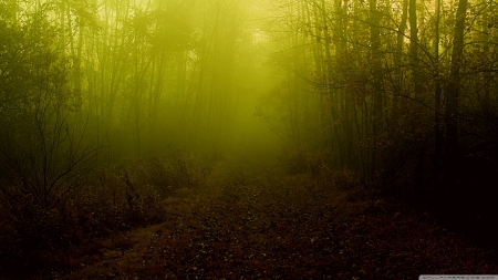 The fog that never ends - fog, landscape, scene, HD, forest, darkness, dark, fall, path, nature, autumn, mist, way, wallpaper