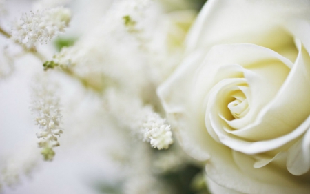 White Rose - flowers, white, petals, rose