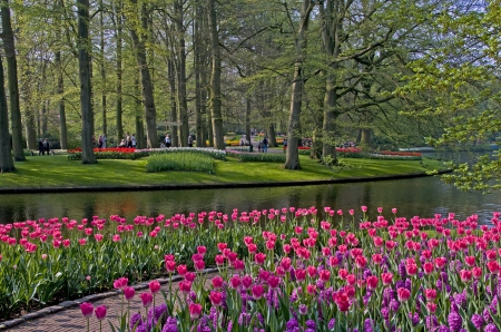 Tulips in Spring Park - tulips, trees, nature, landscapes, parks