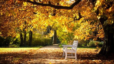 fall park bench - nature, park, bench, fall leaves