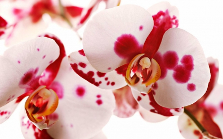 Orchids - flowers, orchids, petals, bloom