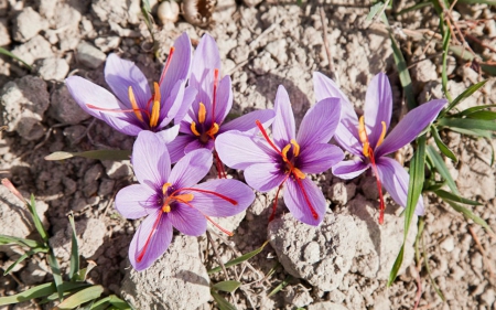 Beautiful Flowers - flowers, petals, nature, blooom