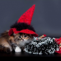Cute Halloween Kitty