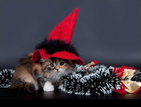 Cute Halloween Kitty - halloween, cats, kitty, animals