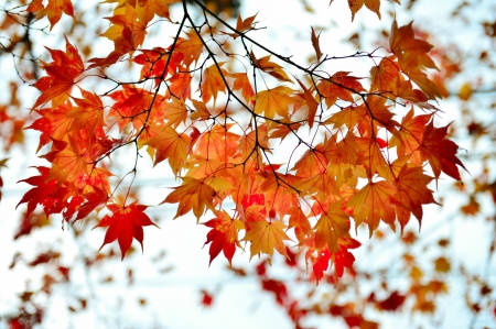 Autumn Maple Leaves - Autumn, branches, Fall, maple, leaves