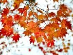 Autumn Maple Leaves