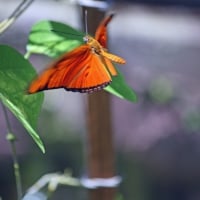 Rare butterfly resting on a leaf