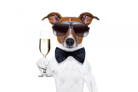 New Year Dog - new year, champagne, dog, happy