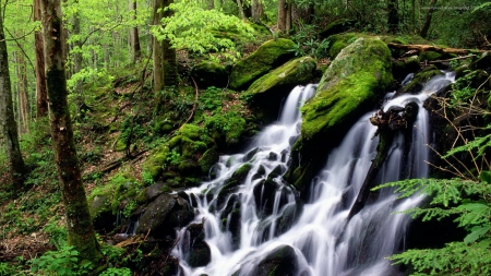 Forest Waterfall - hdr - nature, forests, trees, green, waterfalls