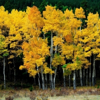 Golden Birch Trees in Forest - hdr