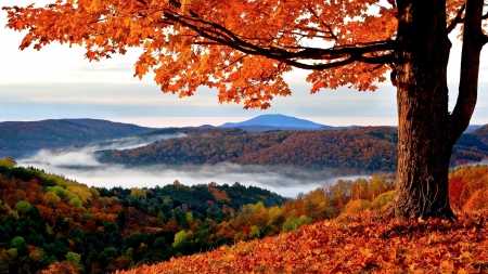 Autumn Serenity - fall, landscape, hills, forest, leaves, colors, tree, mist