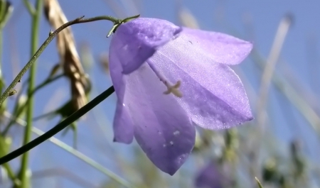 Great Purple - one, purple, flower, beautiful