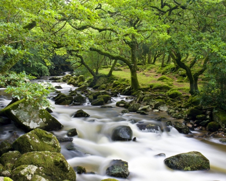 The small river - water, forest, trees, river