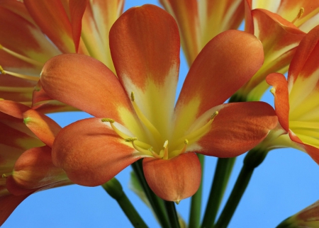 Beautiful colors - flowers, yellow, lihgt brown, nature