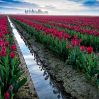 TULIPS FIELDS