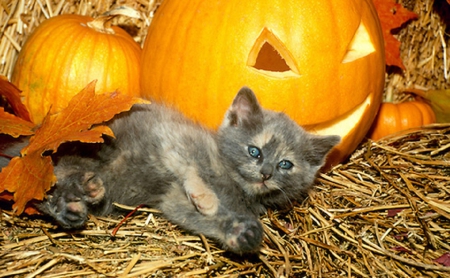 kitten and pumpkins - cats, animals, kitten, halloween, pumpkin