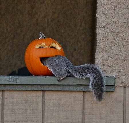 peanuts inside ? - pumpkins, cute, Halloween, squirrel, animals