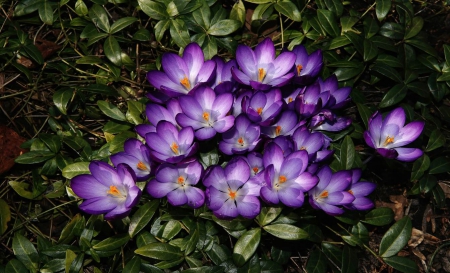 Purple Crocus - nature, purple, crocus, beautiful, flowers